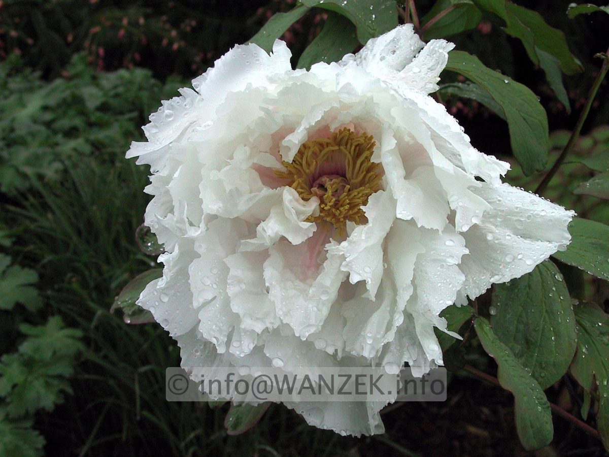 Paeonia suffruticosa Weiss.JPG